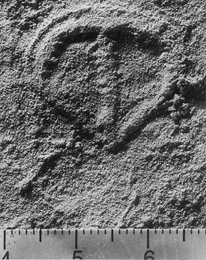 Так выглядят загадочные парванкорины: трудно сказать, где у нее зад и перед, что означает центральная якоревидная структура и являются ли неровности на центральной выпуклой оси остатками сегментов. Но всё же это древнее животное относят к членистоногим (правда, некоторые палеонтологи считают, что это остатки лишайников!). Фото с сайта members.tripod.com