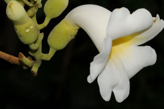 Соцветие амфилофиума