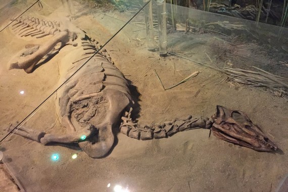 Скелет тесцелозавра