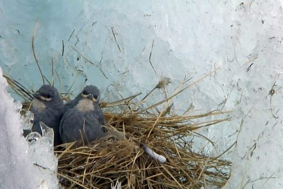 Птенцы диуки