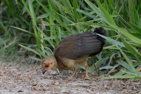 Птенец большенога