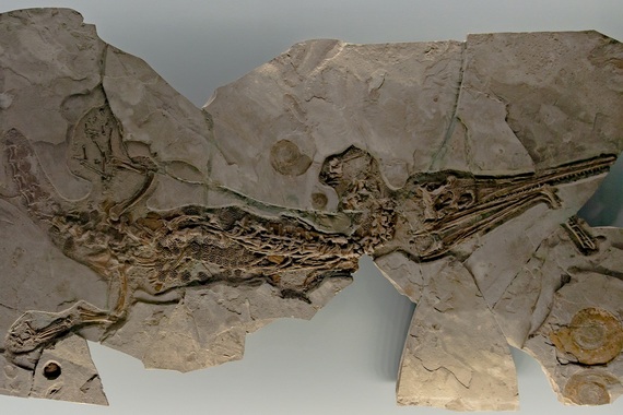 Скелет пелагозавра