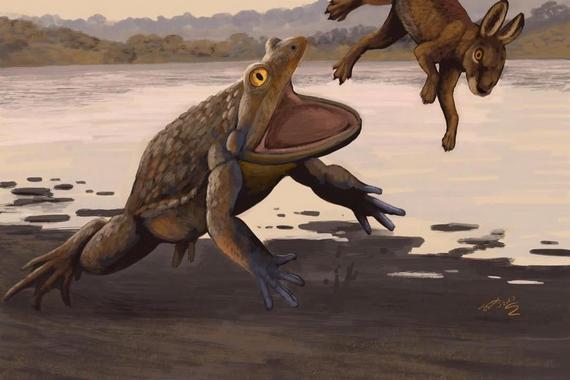 Лягушка нападает на зверька