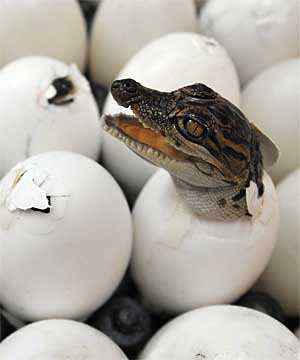 Рис. 2. Нужно внимательно присмотреться к яйцу, чтобы узнать, кто из него вылупится