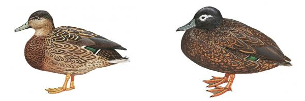 Рис. 2. Гавайская кряква (слева) и лайсанский чирок. Самцы и самки у этих видов не различаются и напоминают самку обыкновенной кряквы