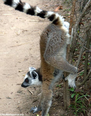 В то время как одни самцы, подобно этому кольцехвостому лемуру (Lemur catta), тратят время и силы на маркировку своей территории, другие спокойно крутят романы с самками на чужих участках. Обе поведенческие стратегии имеют свои плюсы и минусы. Фото с сайта http://images.wildmadagascar.org/