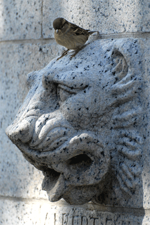 Будь этот лев не каменным, а живым, он бы прожил столько же, сколько и маленький воробей, сидящий у льва на голове. По продолжительности жизни птицы сравнимы с млекопитающими, хоть и гораздо меньше их по размерам.