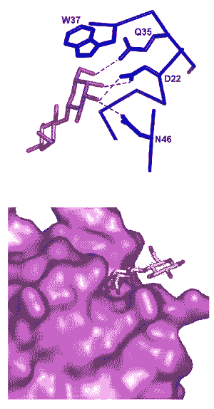 Схема взаимодействия лектина с молекулой углевода (в данном случае с производным сахара галактозы).