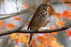 Пятнистый конек проводит лето в Сибирской тайге, а зимовать улетает в юго-восточную Азию. Они предпочитают для гнездования редкостойные заросли кедра, избегают мест с густым подлеском и валежником. Однако места получше достаются молодым птицам не сразу.