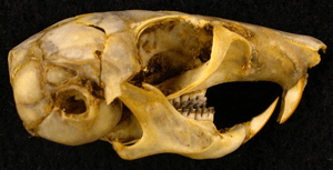 Череп песчанки Meriones persicus