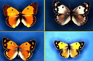 Варианты окраски шафранной желтушки (Colias crocea).