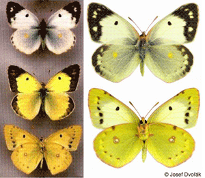 Некоторые варианты окраски степной желтушки (Colias erate).