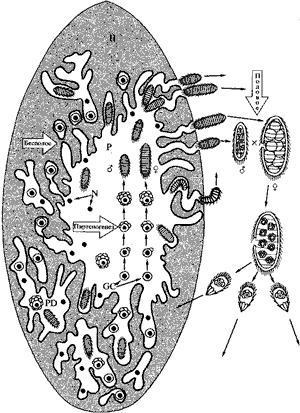 Схема жизненного цикла ортонектид.