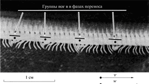 Фотография бегущего кивсяка.