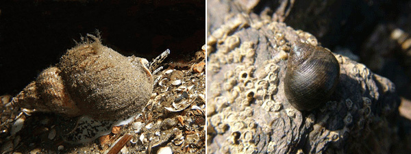 Трубач Buccinum undatum (слева) и литорина Littorina littorea. Фото с сайтов farm2.static.flickr.com и www.aphotofauna.com