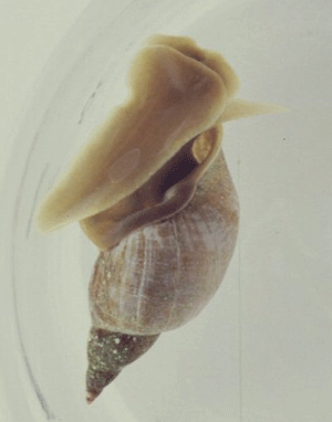 Большой прудовик Lymnaea stagnalis.