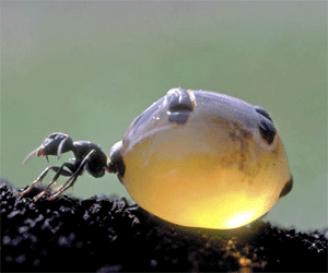 Camponotus inflatus муравей laquo;медовая бочкаraquo;, у которого использование свойств растяжения брюшка приняло весьма изощренную форму. Рабочие муравьи этого вида запасают в брюшке мед. С наполненным брюшком они прицепляются к потолку своего гнезда и так неподвижно висят. Если такой муравей упадет на пол камеры, то брюшко не выдерживает удара и разрывается.