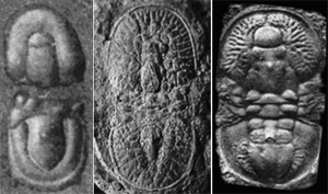 Агностиды – вымершая группа трилобитоподобных кембрийских существ.