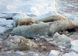 Многочисленные диатомовые водоросли окращивают антарктические льды в желто-коричневый цвет. Фото с сайта http://www.hamilton.edu