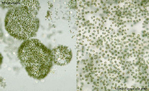 Цианобактерия Microcystis выделяет вещества, токсичные для планктонных рачков. Фото с сайта http://www.rbgsyd.nsw.gov.au.