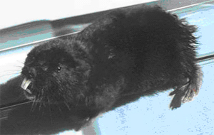 Окраска у обыкновенной слепушонки бывает черная (на снимке) и бурая. Черные особи – «меланисты» – отличаются пониженным уровнем обмена веществ и спокойнее переносят стрессы. Фото О.Э.Костерина с сайта http://szmn.sbras.ru/