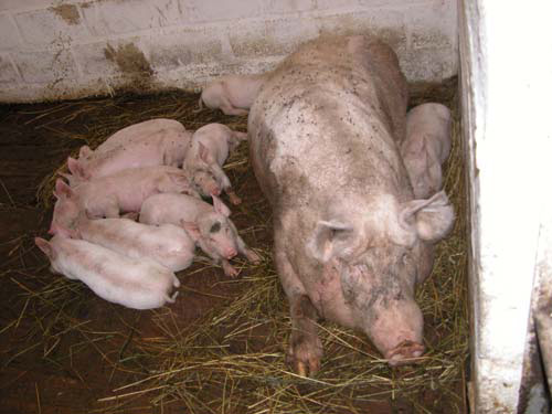 Фото с сайта http://www.aris.kuban.ru/