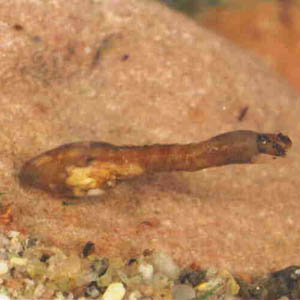 Личинки кровососущих мошек (Simuliidae) – типичные обитатели быстрых ручьев. Они крепко присасываются к камням, чтобы их не унесло течением.