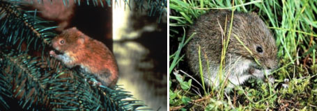 Красная полевка (слева) предпочитает участки пихтово-елового леса, а обитающая вместе с ней полевка-экономка (справа) – старые вырубки.