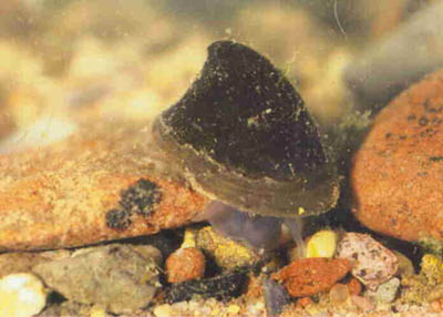 Улитка Ancylus fluviatilis – малоподвижный соскребатель.