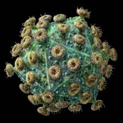 Ретровирус довольно сложно устроен и ведет себя почти как живой организм. Тем не менее ретровирусы – не самостоятельные живые существа, а причудливый результат эгоистической эволюции отдельных фрагментов генома настоящих живых организмов.