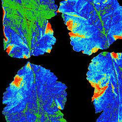 Флуоресценция хлорофилла в листьях пастернака (Pastinacca sativa). Левый верхний лист поврежден – разрезан в нескольких местах бритвой (черные линии). Зеленые области показывают пониженную эффективность фотосинтеза, красные соответствуют высокой активности, синие – средней, черные – нулевой.