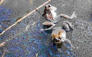 Самки южных популяций остромордой лягушки начинают размножаться раньше, имеют более высокую плодовитость, но более мелкую икру.