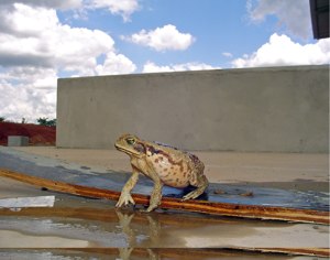 В популяциях городских лягушек повышен процент мутантных особей. В некоторых случаях мутации оказываются полезными и мутанты получают адаптивное преимущество. Картинка с сайта www.diary.ru/~frogs/?from=100