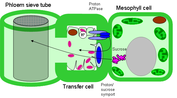 Апопластный тип загрузки флоэмы.