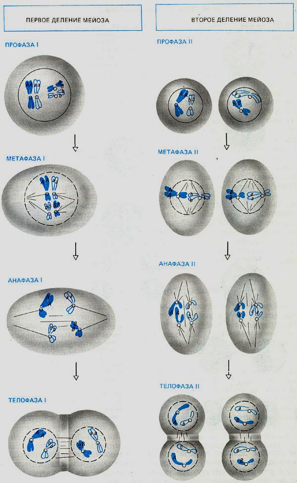 Схема мейоза