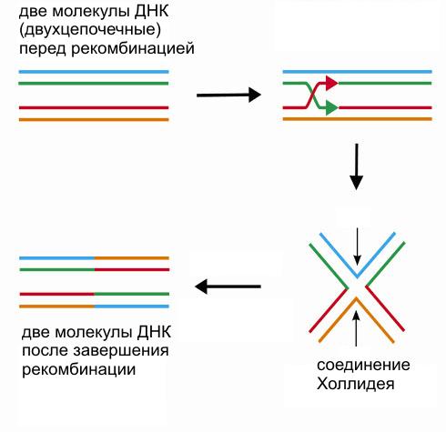 Упрощенная схема одного из вариантов гомологичной рекомбинации