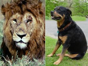 Все млекопитающие стареют одинаково: появляются признаки артрита, остеопороза, сосудистых нарушений, наступает менопауза , животное седеет, лысеет, стираются зубы, снижается острота зрения, в клетках накапливается липофусцин, а в межклеточном пространстве коллаген. Это сходство заставляет полагать, что старение возникло на заре эволюции млекопитающих. Фото с сайтов http://www.rit.edu и http://john.walker.name