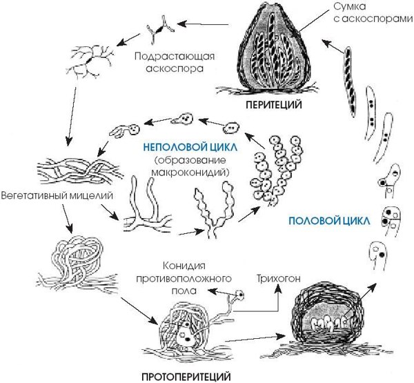 Жизненный цикл гриба Neurospora crassa (из группы сумчатых грибов, или аскомицетов). Рисунок из статьи Т. Потаповой «Тайны нейроспоры»