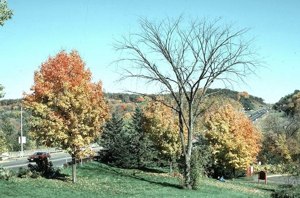 Вяз, убитый грибом Ophiostoma nova-ulmi. Этот вид паразитического гриба появился всего несколько десятилетий назад. Его предком был гриб Ophiostoma ulmi, вызывавший у вязов гораздо более легкую, хроническую форму болезни (фото с сайта forestpests.org)