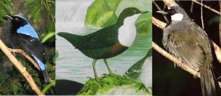 Три вида певчих птиц: голубая ирена, оляпка, тимелия – имеют похожие клювы, но мускулатура, управляющая движениями клювов различается. Фото с сайтов wikipedia.org, zooclub.ru