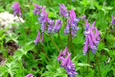 Снег играет важнейшую роль в жизни растений. Хохлатка (Corydalis conorhiza) развивает надземные «воздушные» корни, поглощающие воду и элементы минерального питания из тающего снега (фото с сайта http://flower.onego.ru)