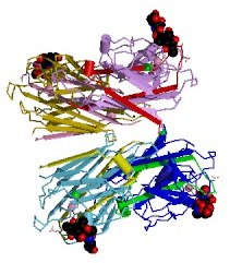 Структура лектина бобовых растений, преположительно участвующего в узнавании и прикреплении симбиотических азотфиксирующих бактерий — ризобий. Изображение с сайта http://www.ebi.ac.uk/