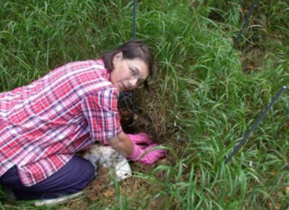 Ежегодная маркировка и перепись всех растений вейника Calamagrostis canescens на постоянной пробной площадке позволяют вычислить все скорости переходов по шкале онтогенеза, но оставляют неопределенными стадийноспецифические коэффициенты репродукции – если не разрушать площадку, чтобы отследить материнское растение по отростку корневища (см. Уланова и др., 2006).