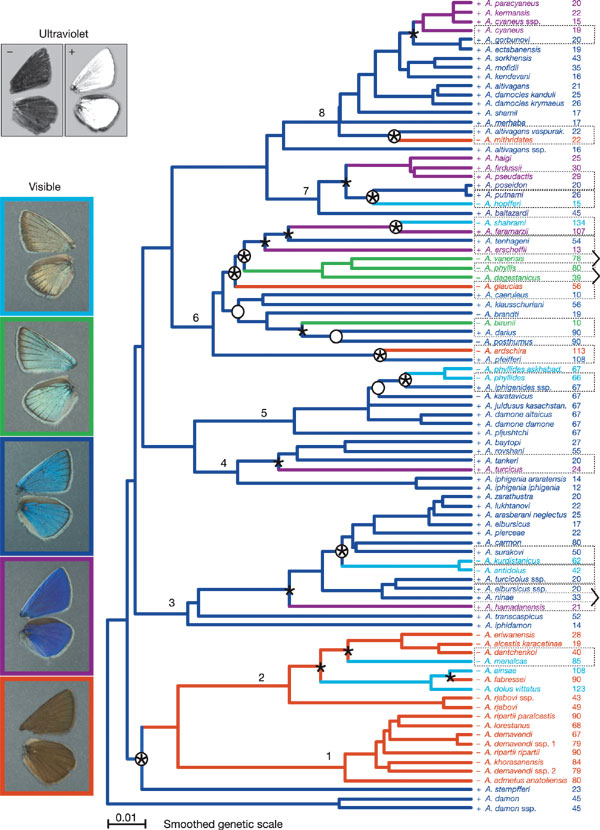 Эволюционное дерево видов рода <i>Agrodiaetus</i>. На схеме отмечены <i>звездочками</i> пары сестринских клад, в которых самцы имеют контрастные различия в окраске крыльев в видимом свете; <i>кружками</i> – пары сестринских клад, в которых самцы имеют контрастные различия в ультрафиолетовом диапазоне; <i>знаком</i> «–» отмечены виды, у которых крылья самцов имеют черную окраску при фотографировании в ультрафиолетовом свете (низкий уровень отражения ультрафиолетовых лучей); <i>знаком</i> «+» – виды, у которых крылья имеют белую окраску при фотографировании в ультрафиолетовом свете (высокий уровень отражения ультрафиолетовых лучей); для каждого вида указано число хромосом в гаплоидном наборе. <i>Черными линиями</i> показаны клады, сохраняющие синюю окраску верхней стороны крыльев у самцов. <i>Серыми линиями</i> показаны клады, имеющие измененную окраску (коричневую, серебристую, зеленоватую или фиолетовую). <i>Прямоугольниками и скобками </i>выделены пары сестринских или близкородственных таксонов, имеющих симпатрическое распространение.