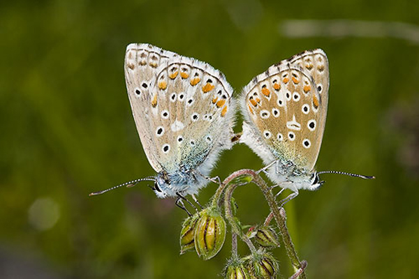 Спаривающиеся голубянки Эшера (<i>Agrodiaetus escheri</i>).