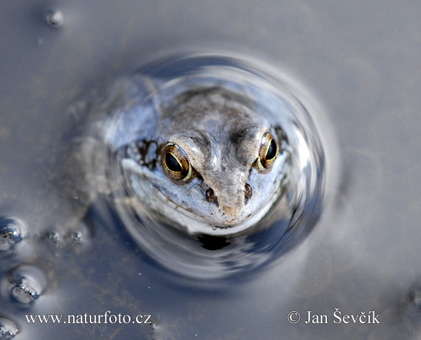 Остромордая лягушка (<i>Rana arvalis</i>).