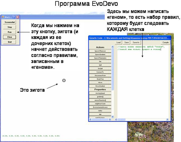 Рабочее окно программы <i>EvoDevo</i>. Все, что мы можем  cделать - это написать ОДНУ программу (генотип), которой будет следовать КАЖДАЯ клетка.