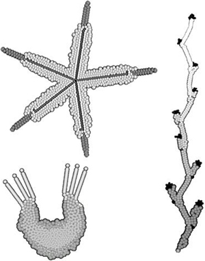 Примеры модельных организмов, полученных в программе <i>EvoDevo</i>. Пятилучевая морская звезда, гидра с щупальцами, растение с симподиальным нарастанием и модульным строением.