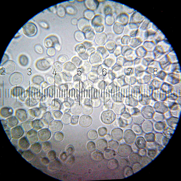 <i>Saccharomyces cerevisiae</i> под световым микроскопом
