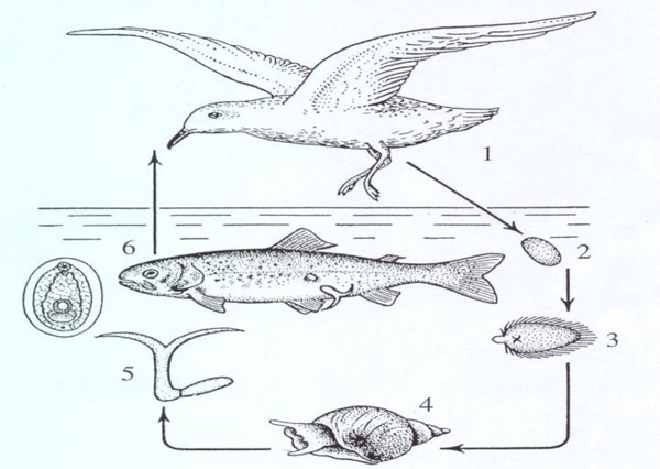 Жизненный цикл <i>Diplostomum spathaceum</i>.